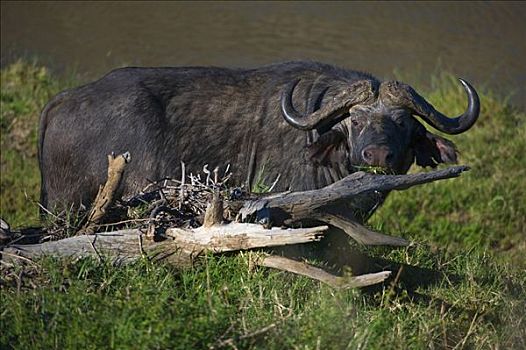 非洲水牛,公牛,马赛马拉国家保护区,肯尼亚,东非