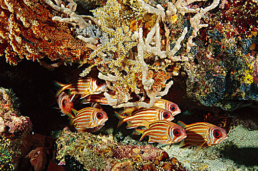 群,保护色,礁石,印度尼西亚