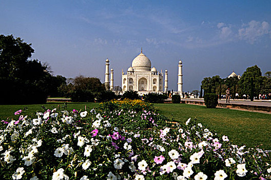 印度,泰姬陵,花,前景