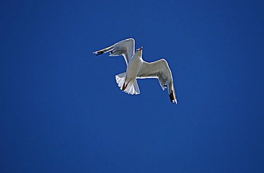 银鸥,成年,布列塔尼半岛,法国