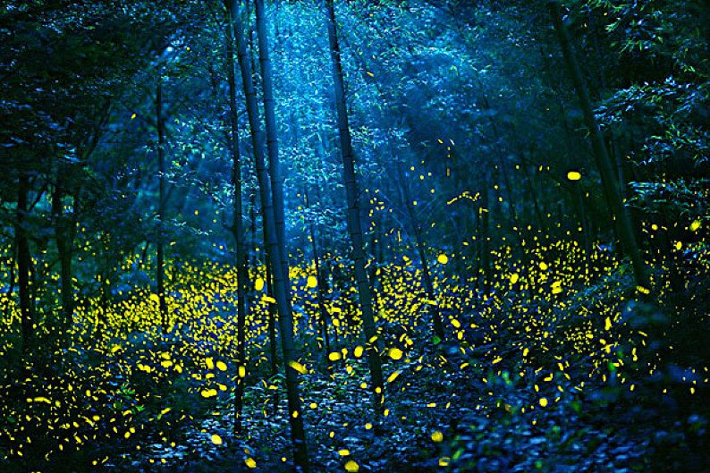 竹林萤火图片_竹林萤火高清图片_全景视觉