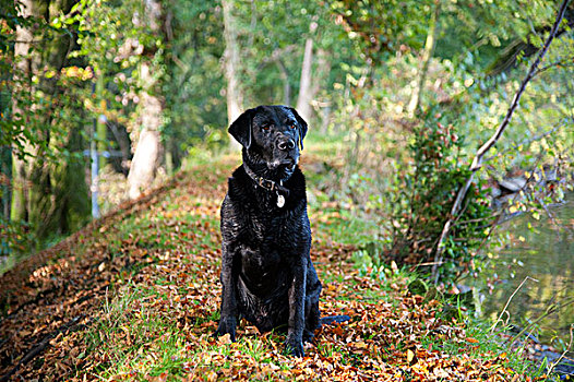 家犬,黑色拉布拉多犬,输入,成年,雄性,坐,靠近,水塘,碎屑,兰开夏郡,英格兰,英国,欧洲
