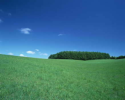 田园,风景,草场