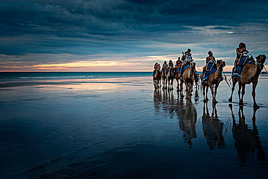 骆驼,旅游,乘,凯布尔海滩,金伯利,西澳大利亚州