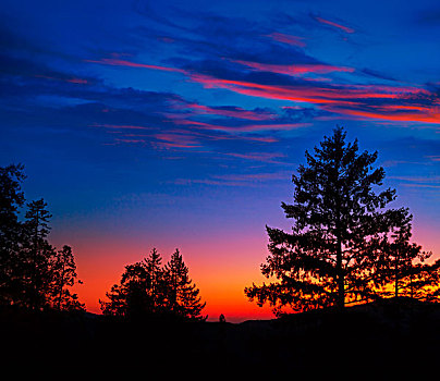 日落,优胜美地国家公园,树,剪影,加利福尼亚