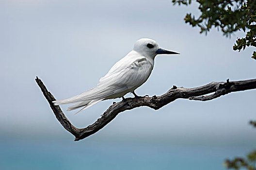 白燕鸥,栖息,树上,枝条,鸟岛,土阿莫土群岛,法属玻利尼西亚