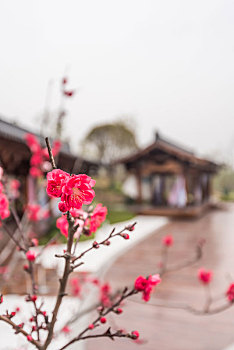 江苏南京,梅花,古建筑