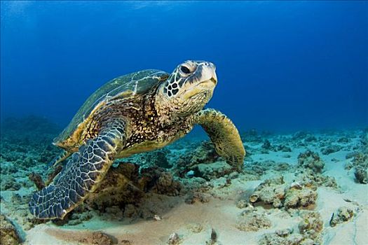 夏威夷,绿海龟,龟类,海底,濒危物种