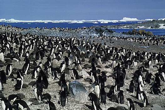 南极半岛,岛屿,阿德利企鹅,生物群