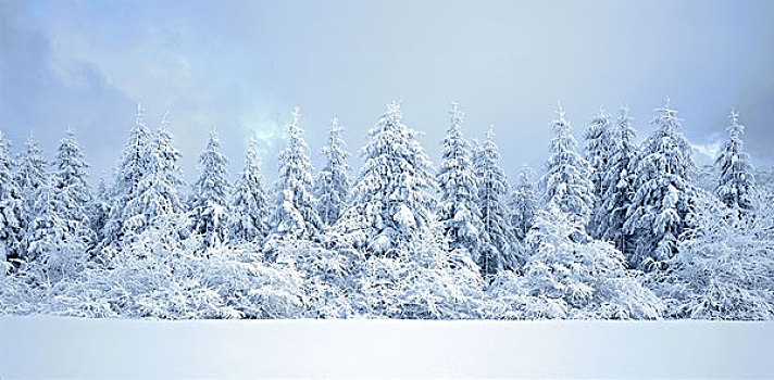 冬季风景,树,积雪