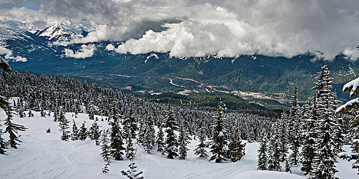 积雪,树,山脉,背景,惠斯勒,不列颠哥伦比亚省,加拿大
