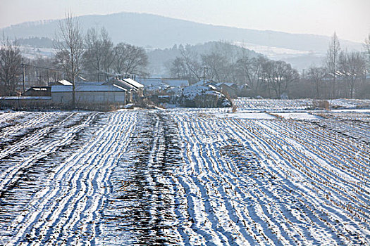 雪野,北方,东北,大雪,原野,土地,冬季,洁白,干净,风景,村庄,农村