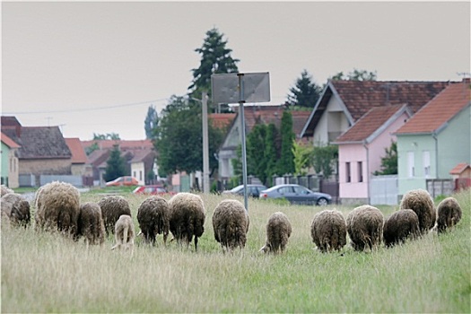 羊群,牧场,乡村