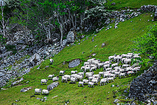 绵羊,向上,牧羊犬,靠近,间隙,克俐环,凯瑞郡,爱尔兰