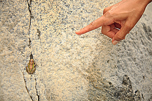 手指,涂绘,青蛙,坐,石头,生物保护区,靠近,区域,北下加利福尼亚州,墨西哥