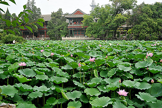 河北保定古莲池书院,荷塘夏日美景