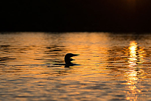 潜鸟,湖,日落,木头,安大略省,加拿大