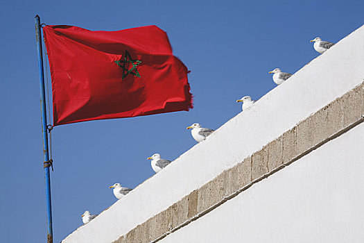 海鸥,摩洛哥,苏维拉