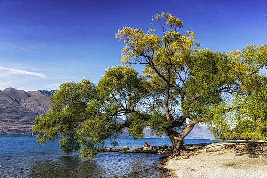 树,瓦卡蒂普湖