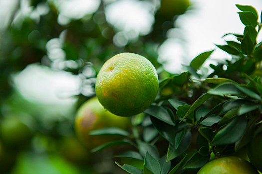 中国人过年过节最喜欢的水果之一橘子是讨吉利的水果