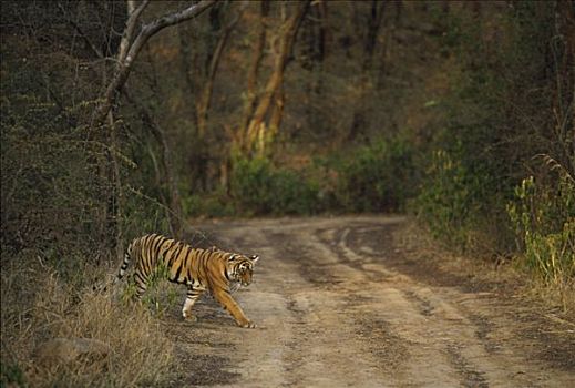 孟加拉虎,虎,土路,伦滕波尔国家公园,印度