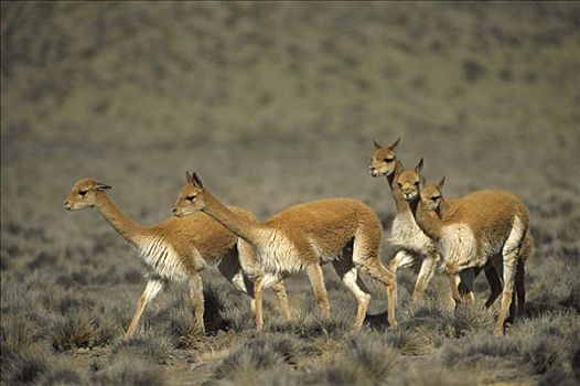 小羊驼,野生,高,安第斯,家族,牧群,自然保护区,秘鲁