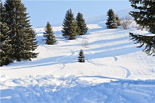 高山滑雪,雪中,树林