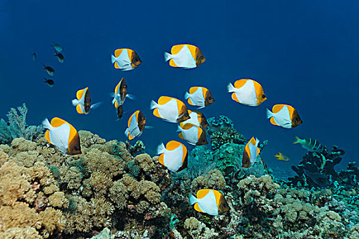 鱼群,黄色,游动,高处,珊瑚礁,大堡礁,世界遗产,昆士兰,澳大利亚,太平洋