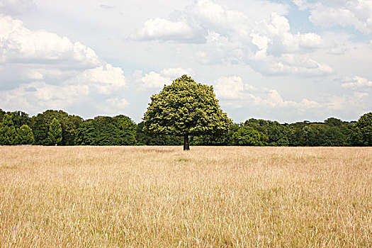 隔绝,树,黄色,草,前景,树林,背景,捕获,白天,理查芒德公园,伦敦,英国,六月,2009年