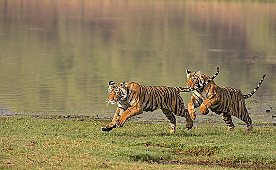 两个,幼小,孟加拉,印度虎,虎,跑,满,速度,岸边,湖,伦滕波尔国家公园,拉贾斯坦邦,印度,亚洲