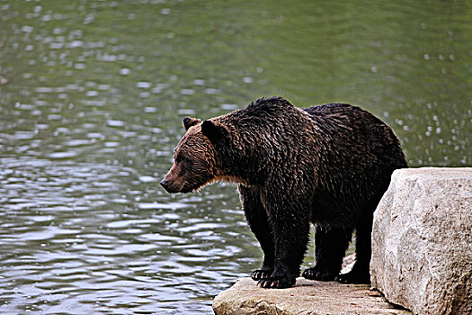 褐色,熊,看,三文鱼,贝拉库拉,不列颠哥伦比亚省,加拿大,北美