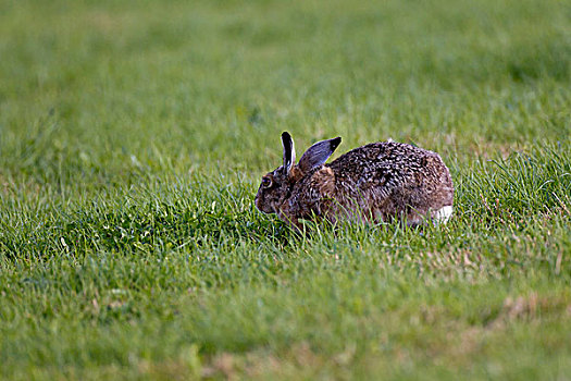 野兔,欧洲野兔,特塞尔,荷兰,欧洲
