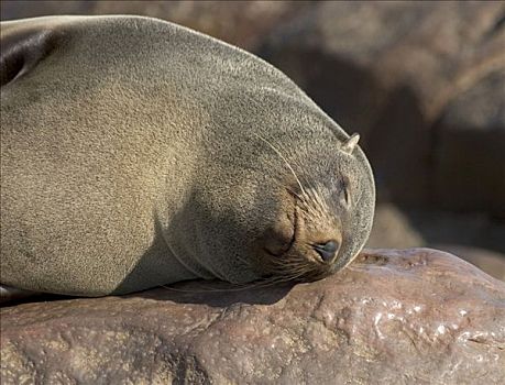 岬角毛海豹,毛海狮,睡觉,克罗斯角,大西洋海岸,纳米比亚