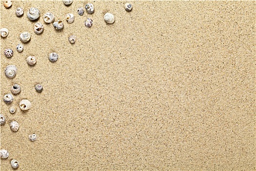 壳,沙滩