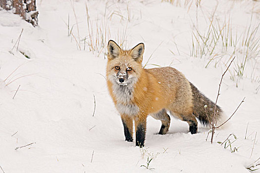 美国,科罗拉多,国家森林,红狐,雪,口鼻部,嗅,室外,捕食