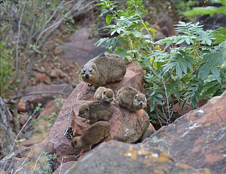 石头,蹄兔,小动物,国家公园,纳米比亚,非洲