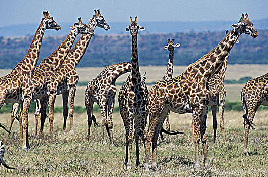 马赛长颈鹿,牧群,大草原,肯尼亚