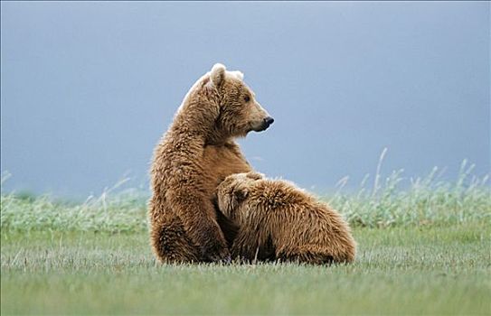棕熊,雌性,吸吮,幼仔,阿拉斯加