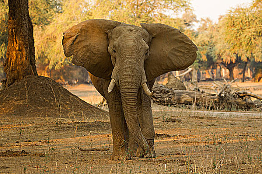 头像,公象,非洲象,子弹,洞,额头,国家公园,津巴布韦