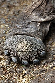 加拉帕戈斯,龟,巨大,加拉帕戈斯陆龟,后面,腿,脚,加拉帕戈斯群岛,厄瓜多尔,南美