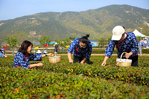 山东省日照市,海岸绿茶春季开园节开幕,文化展演让人大饱眼福