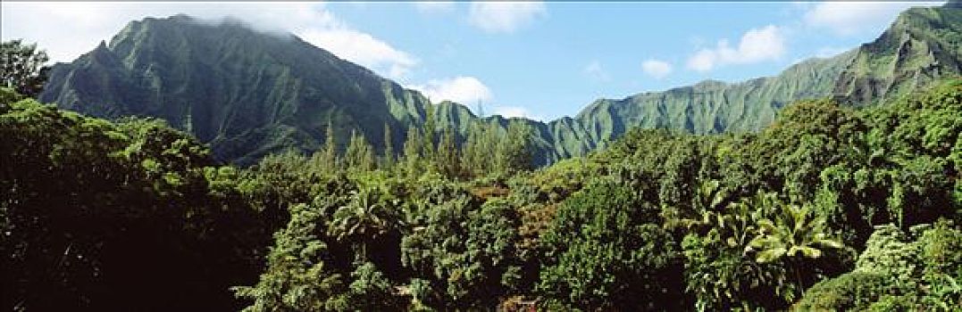 夏威夷,瓦胡岛,柯欧劳山,山峦,花园,前景