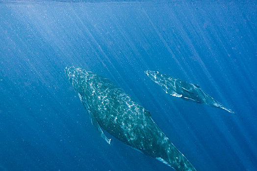驼背鲸,幼兽,游动,水下,汤加,太平洋