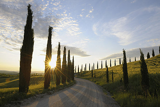 柏树,排列,道路,锡耶纳省,托斯卡纳,意大利
