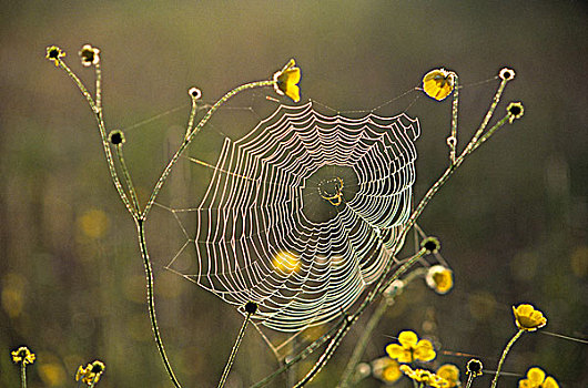 蜘蛛网,露珠,瓦尔登,安大略省,加拿大