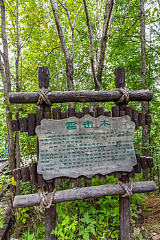 内蒙古莫尔道嘎国家森林公园
