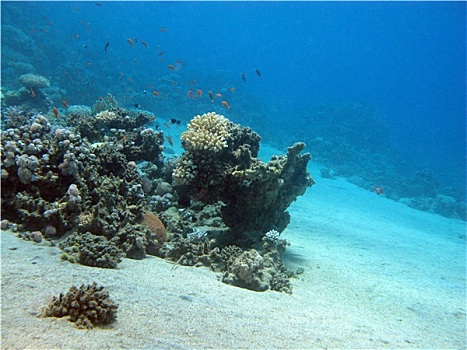 珊瑚礁,异域风情,鱼,仰视,热带,海洋