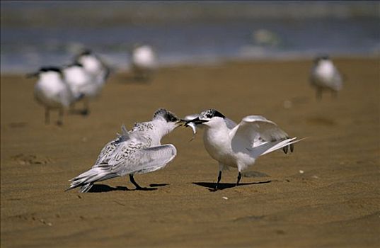 白嘴端燕鸥,白嘴端燕,成年,鱼,幼小,欧洲
