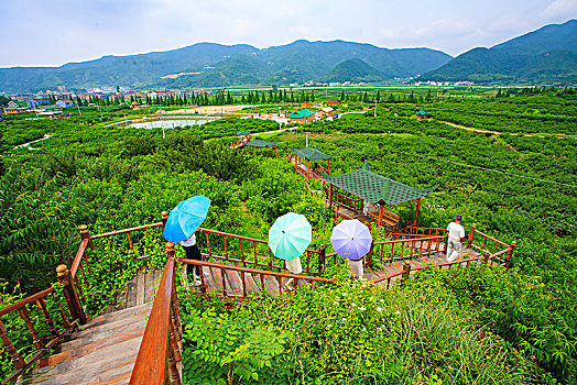 田园,桃园,田野