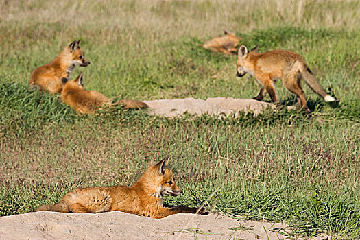 红狐,小动物,巢穴,场所